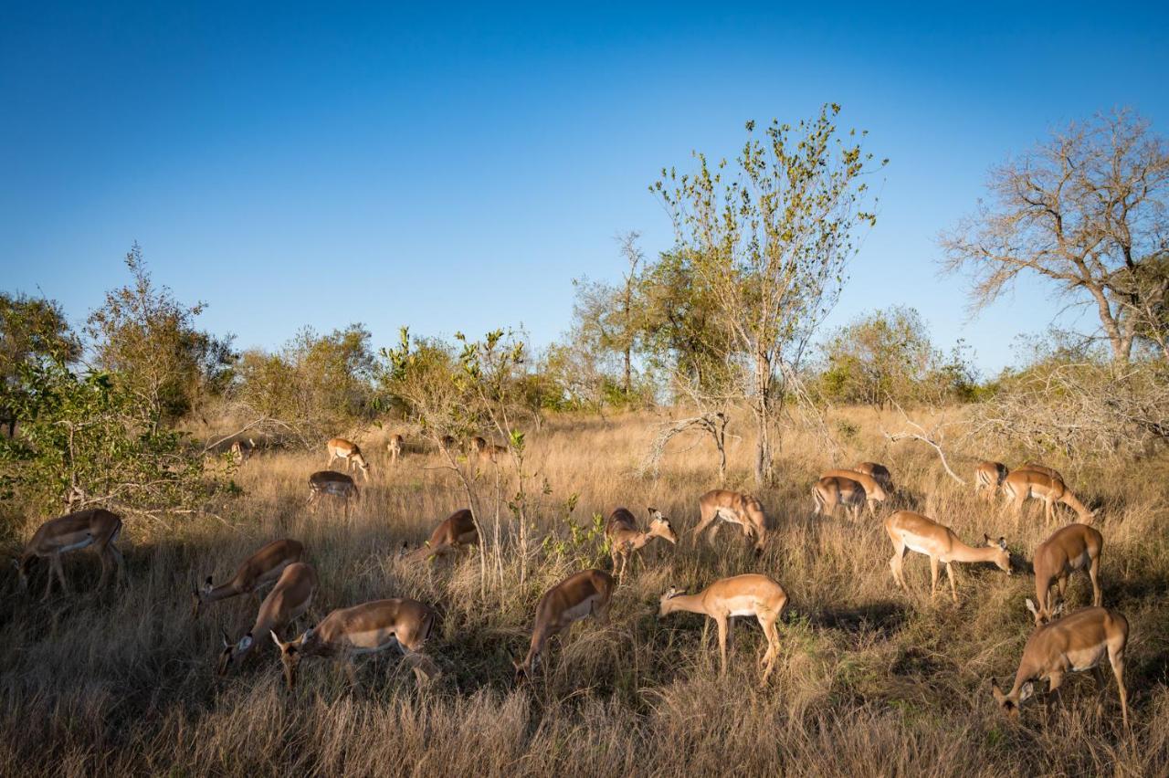 Nkuhlu Tented Camp Skukuza Exterior photo